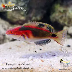 ماهی راس فرشته اکسکوییزیت آب شور