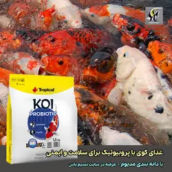 غذای پروبیوتیک لارج بهبود گوارش و ایمنی ماهی کوی تروپیکال