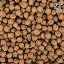 غذای پروبیوتیک لارج بهبود گوارش و ایمنی ماهی کوی تروپیکال