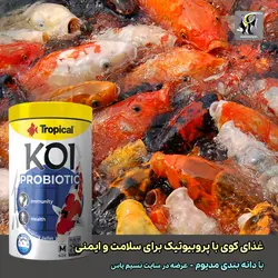 غذای پروبیوتیک مدیوم بهبود گوارش و ایمنی ماهی کوی تروپیکال