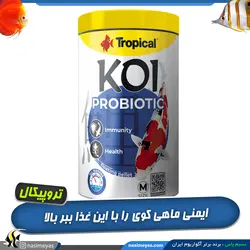 غذای پروبیوتیک مدیوم بهبود گوارش و ایمنی ماهی کوی تروپیکال