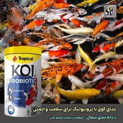 غذای پروبیوتیک اسمال بهبود گوارش و ایمنی ماهی کوی تروپیکال