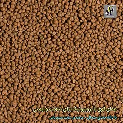 غذای پروبیوتیک اسمال بهبود گوارش و ایمنی ماهی کوی تروپیکال