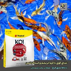 غذای کوی سیلک ورم کرم ابریشم و آستاگزانتین لارج تروپیکال