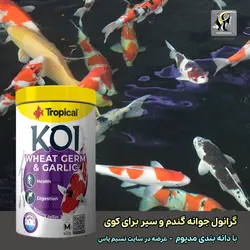 غذای کوی با جوانه گندم و عصاره سیر گرانول مدیوم تروپیکال