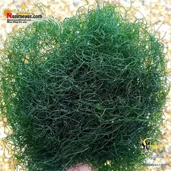 گیاه چیتو مورفا مخصوص رفیوجیوم و آکواریوم آب شور