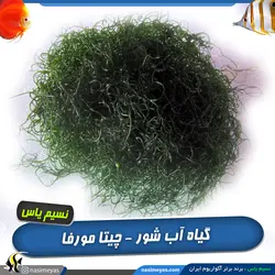 گیاه چیتو مورفا مخصوص رفیوجیوم و آکواریوم آب شور