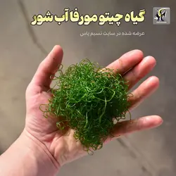 گیاه چیتو مورفا مخصوص رفیوجیوم و آکواریوم آب شور