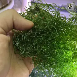 گیاه چیتو مورفا مخصوص رفیوجیوم و آکواریوم آب شور