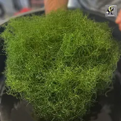 گیاه چیتو مورفا مخصوص رفیوجیوم و آکواریوم آب شور