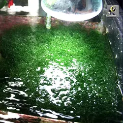 گیاه چیتو مورفا مخصوص رفیوجیوم و آکواریوم آب شور