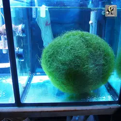 گیاه چیتو مورفا مخصوص رفیوجیوم و آکواریوم آب شور