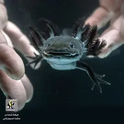 اکسولوتل مشکی