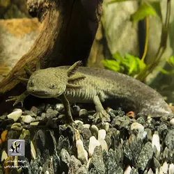 اکسولوتل مشکی