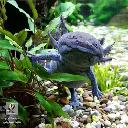 اکسولوتل مشکی