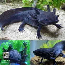 اکسولوتل مشکی