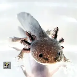 اکسولوتل مشکی