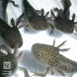 اکسولوتل مشکی