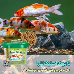 غذای روزانه ماهی کوی پوند استیک تترا