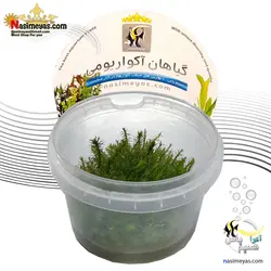 گیاه مایاکا فلوویاتیلیس آکواریوم پلنت کد 671
