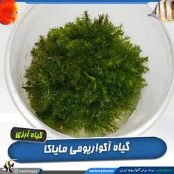 گیاه مایاکا فلوویاتیلیس آکواریوم پلنت کد 671