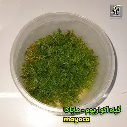 گیاه مایاکا فلوویاتیلیس آکواریوم پلنت کد 671