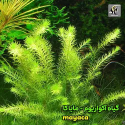 گیاه مایاکا فلوویاتیلیس آکواریوم پلنت کد 671