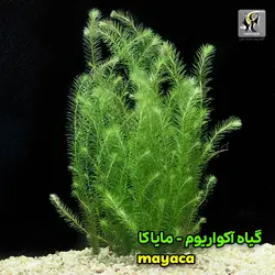 گیاه مایاکا فلوویاتیلیس آکواریوم پلنت کد 671