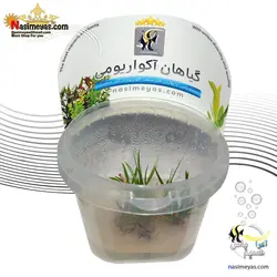 گیاه آکروس گرامینوس لانگر آکواریوم پلنت کد 658