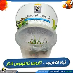 گیاه آکروس گرامینوس لانگر آکواریوم پلنت کد 658