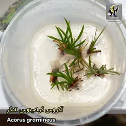 گیاه آکروس گرامینوس لانگر آکواریوم پلنت کد 658