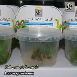 گیاه آکروس گرامینوس لانگر آکواریوم پلنت کد 658
