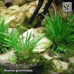 گیاه آکروس گرامینوس لانگر آکواریوم پلنت کد 658