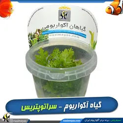 گیاه سراتوپتریس آکواریوم پلنت کد 657