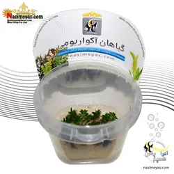 گیاه آکروس گرامینوس مینی آکواریوم پلنت کد 664