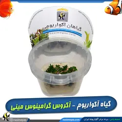 گیاه آکروس گرامینوس مینی آکواریوم پلنت کد 664