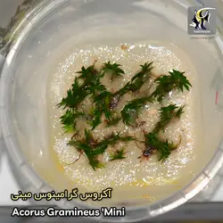 گیاه آکروس گرامینوس مینی آکواریوم پلنت کد 664