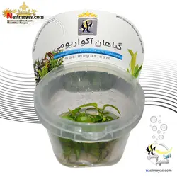 گیاه آنوبیاس بارتری نانا گلدن کشت بافت آکواریوم پلنت کد 663