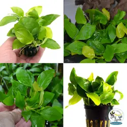 گیاه آنوبیاس بارتری نانا گلدن کشت بافت آکواریوم پلنت کد 663