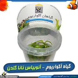 گیاه آنوبیاس بارتری نانا گلدن کشت بافت آکواریوم پلنت کد 663