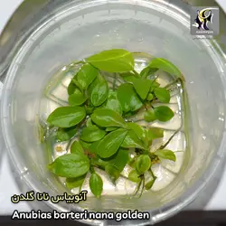 گیاه آنوبیاس بارتری نانا گلدن کشت بافت آکواریوم پلنت کد 663