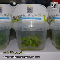 گیاه آنوبیاس بارتری نانا گلدن کشت بافت آکواریوم پلنت کد 663