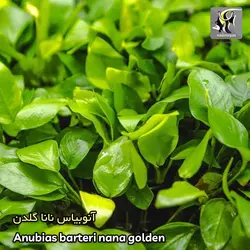 گیاه آنوبیاس بارتری نانا گلدن کشت بافت آکواریوم پلنت کد 663