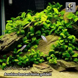 گیاه آنوبیاس بارتری نانا گلدن کشت بافت آکواریوم پلنت کد 663