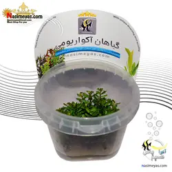 گیاه روتالا ایندیکا بونسای آکواریوم پلنت کد 662