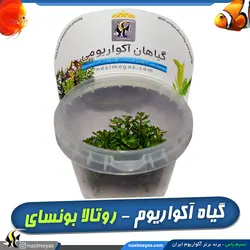 گیاه روتالا ایندیکا بونسای آکواریوم پلنت کد 662