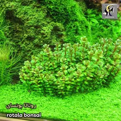 گیاه روتالا ایندیکا بونسای آکواریوم پلنت کد 662