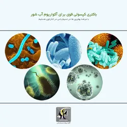 کپسول باکتری و پروبیوتیک آکواریوم های آب شور BC401 بایوزیم