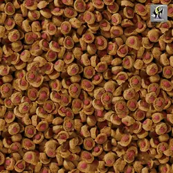 غذای ترکیبی سامر فود ماهی کوی سرا