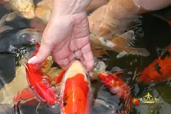 غذای ترکیبی ماهی کوی بهار و پاییز سرا